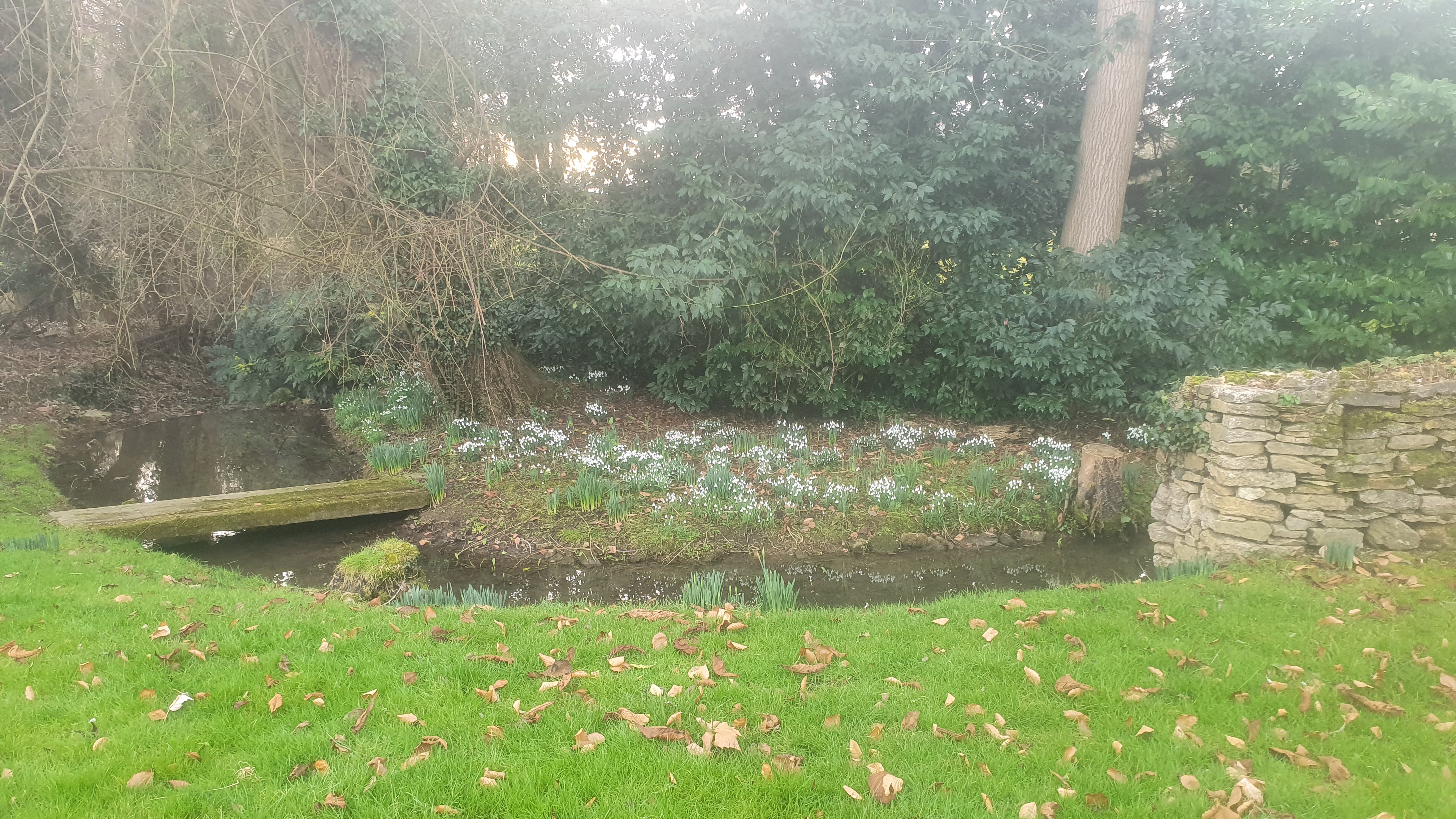 Snowdrops by the pond at Old Manor Farm in spring